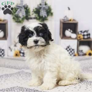 Beanie, Havapoo Puppy